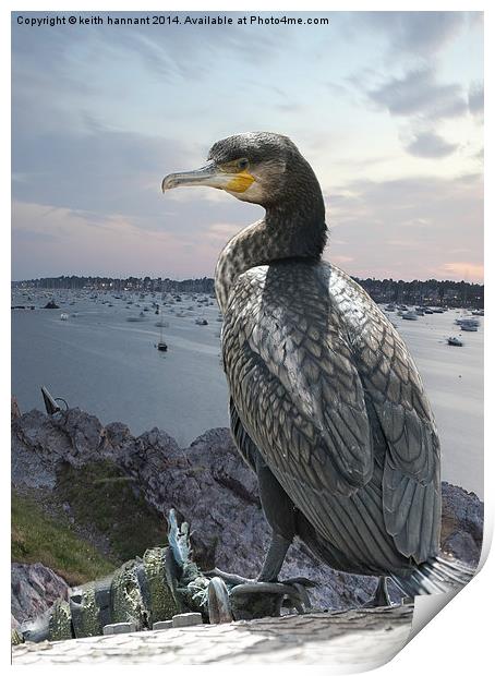  cormorant over harbour Print by keith hannant