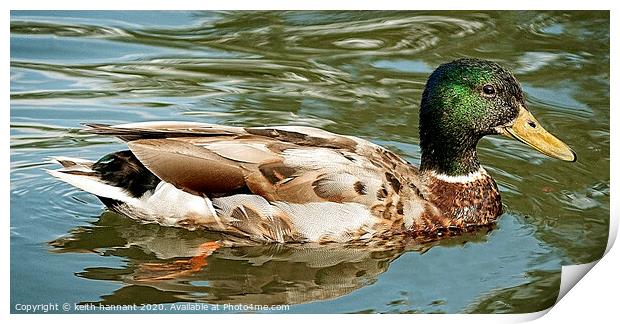 mallard duck Print by keith hannant