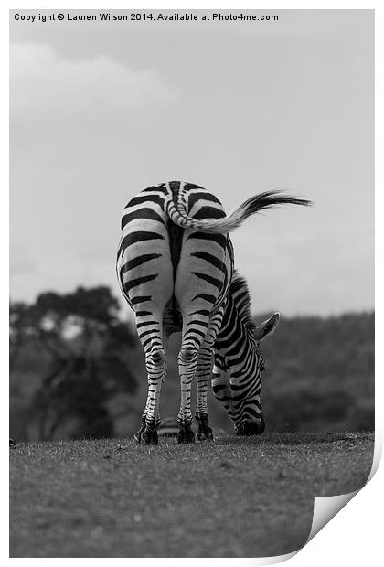Zebra Print by Lauren Wilson