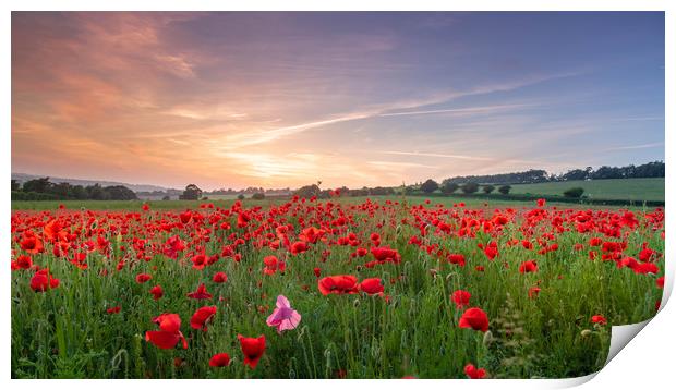 Fields of Red Print by Kelvin Trundle