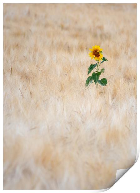 Summer Sunflower Print by Kelvin Trundle
