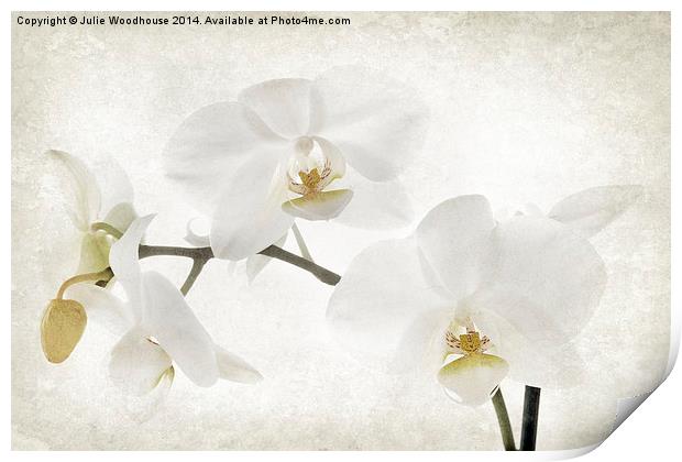 White orchid Print by Julie Woodhouse