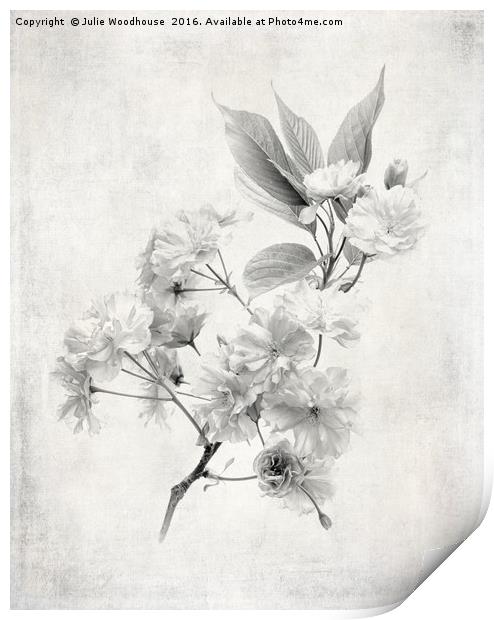 Cherry Blossom Print by Julie Woodhouse