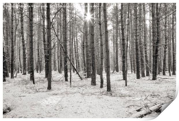 Winter forest Print by Julie Woodhouse
