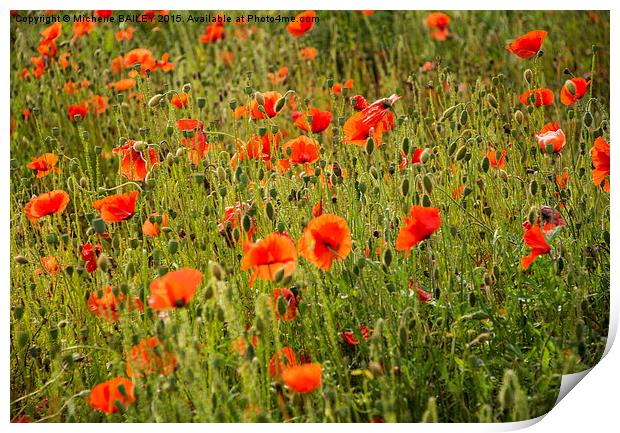  Summer Poppies Print by Michelle BAILEY