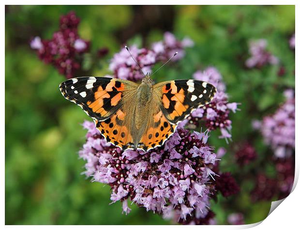 Painted Lady Butterfly Print by John Keates