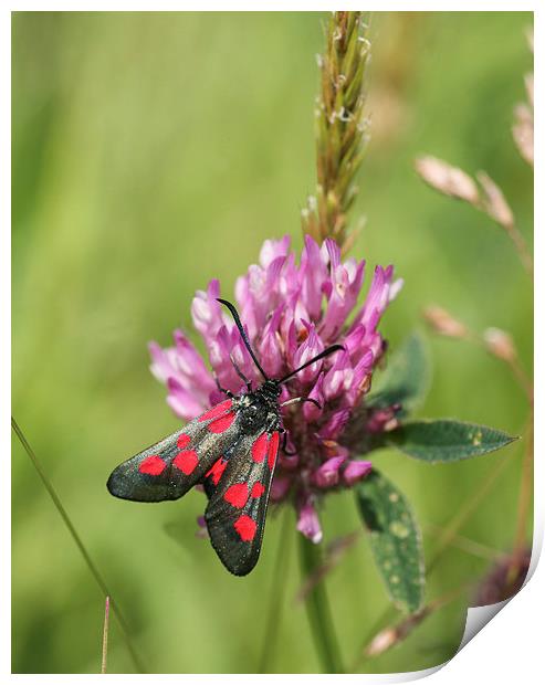 Five-Spot Burnet Moth Print by John Keates