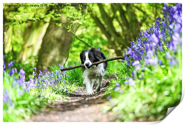 Molly the Border Collie enjoying fetching her stic Print by John Keates
