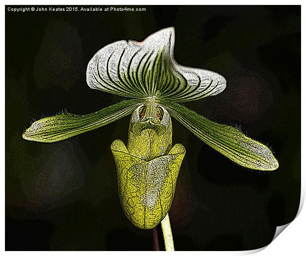Paphiopedilum 'Copper Glow' Orchid flower Print by John Keates