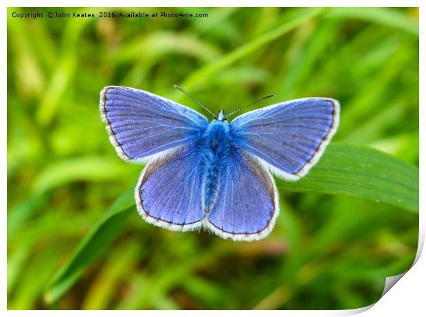 A male Common Blue (Polyommatus icarus) butterfly  Print by John Keates