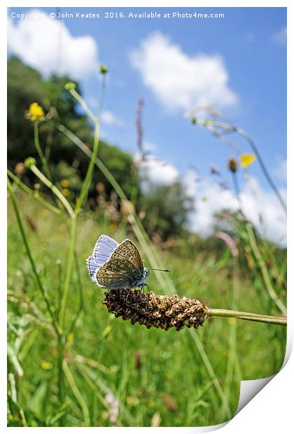 A male Common Blue (Polyommatus icarus) butterfly Print by John Keates