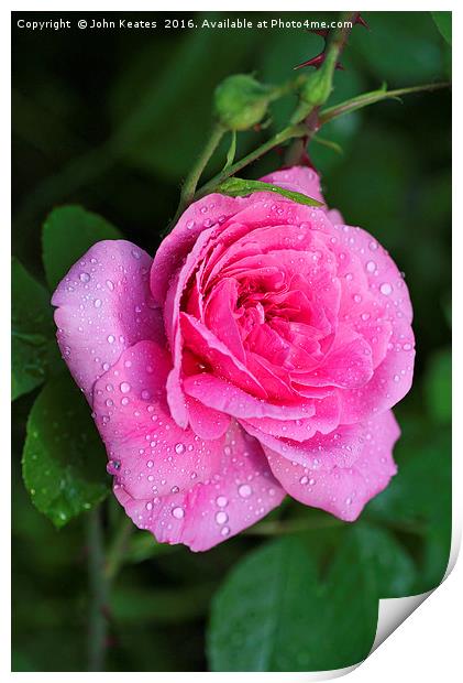 Gertrude Jekyll Rose covered in water droplets Print by John Keates