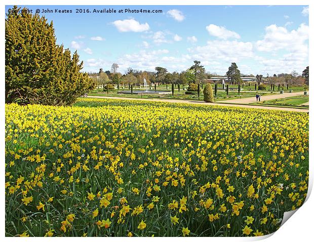 Spring Daffodils at Trentham Gardens Stoke on Tren Print by John Keates