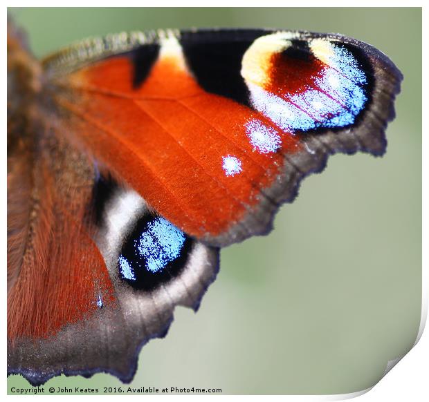 A macro shot of a Peacock Butterfly wing Print by John Keates