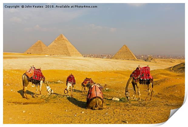 Camels in front of the Pyramids, Giza, Egypt Print by John Keates