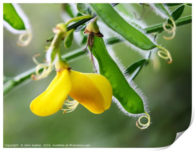 Common Broom (Cytisus scoparius) single flower Print by John Keates