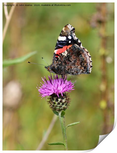 A Red Admiral (Vanessa atalanta) butterfly  Print by John Keates