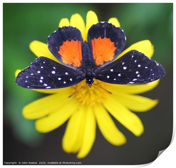 The Tiger Longwing or Passionflower butterfly Print by John Keates