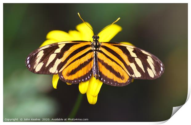 Tiger Longwing butterfly  Print by John Keates