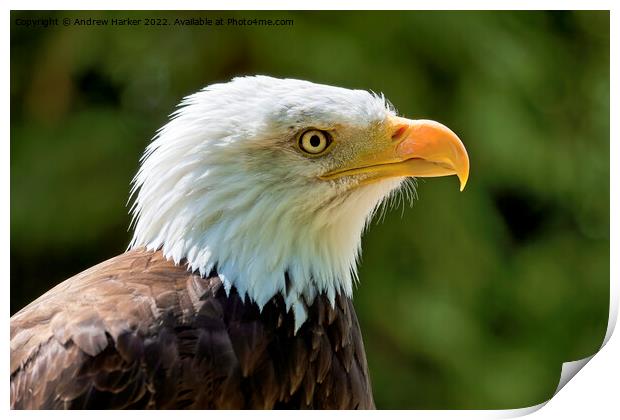 Bald Eagle (Haliaeetus leucocephalus) Print by Andrew Harker