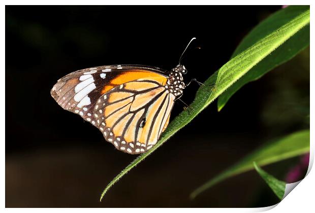 Monarch Butterfly (Danaus plexippus) Print by Andrew Harker