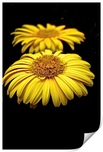 Sunflower Print by sylvia scotting