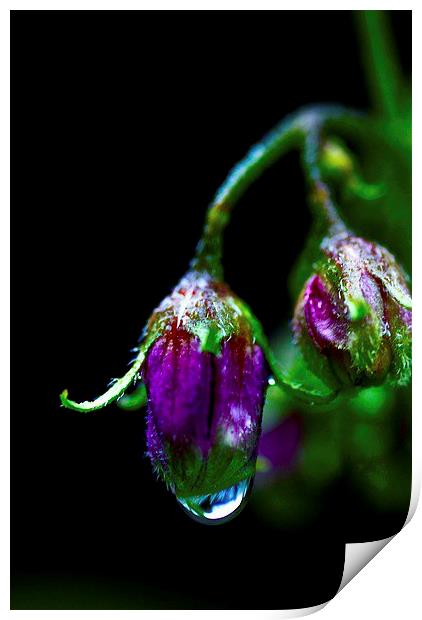  Teardrop Print by sylvia scotting