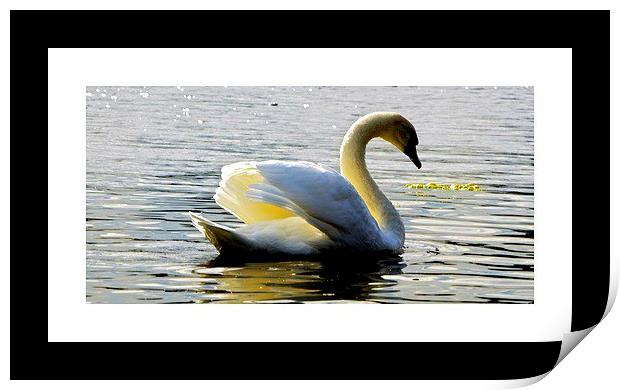 Swan Lake Print by sylvia scotting