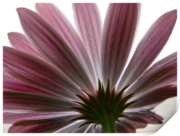  Pink Flower Daisy Print by sylvia scotting