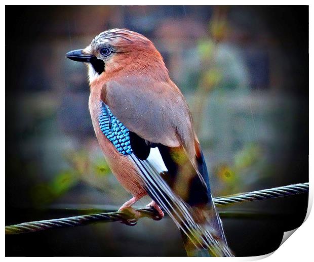  Jay bird Print by sylvia scotting