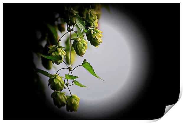  Hops in the moonlight  Print by sylvia scotting