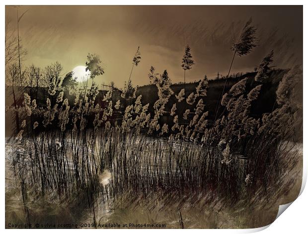     Grass in the moonlight                        Print by sylvia scotting
