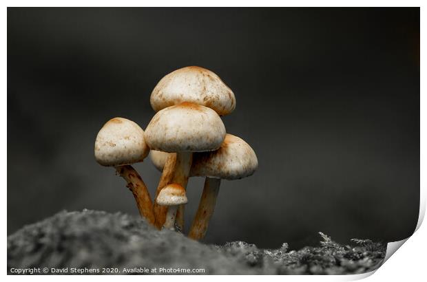 Toadstools Print by David Stephens