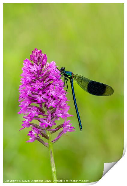 Banded Demoiselle damselfly and orchid Print by David Stephens