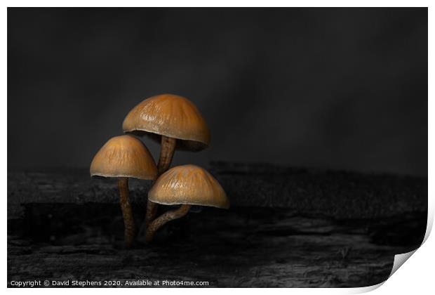 Group of toadstools with black and white background Print by David Stephens