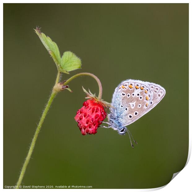 Common blue butterfly on a wild strawberry Print by David Stephens