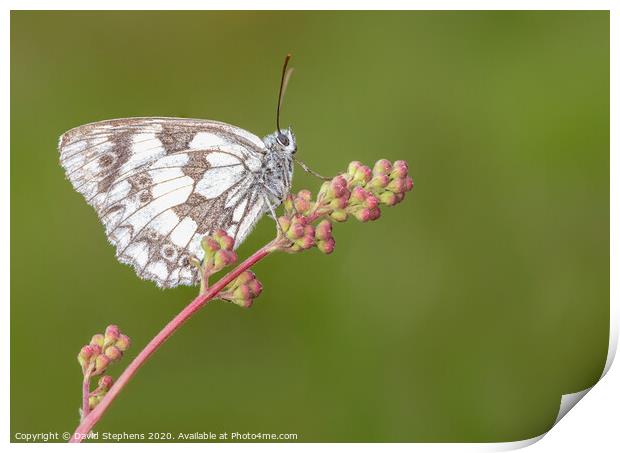 Marbled white butterfly on a flower Print by David Stephens