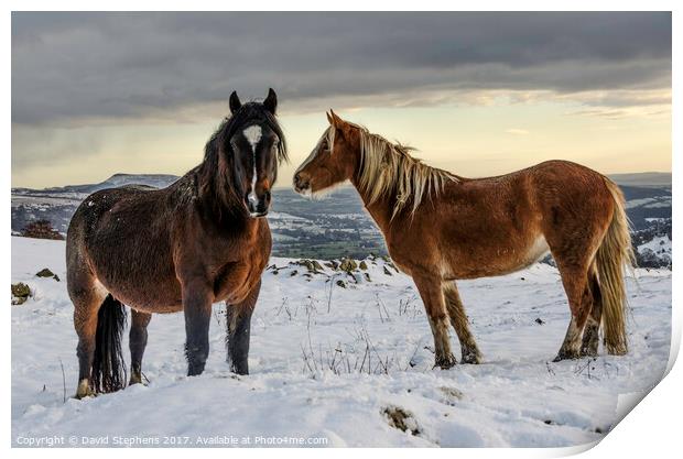 Ponies in the snow Print by David Stephens
