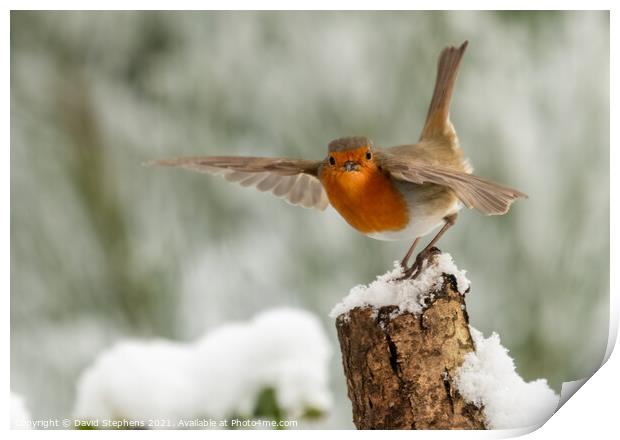 Robin in the snow Print by David Stephens