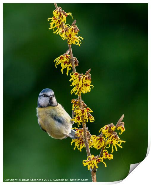 A small bird perched on a flower Print by David Stephens