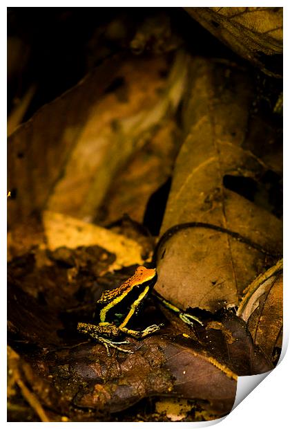 Yellow Frog Print by Joanna Pantigoso