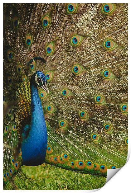 Peacock Print by Joanna Pantigoso