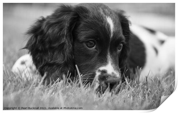 Cute Springer Spaniel Puppy Dog Mono Print by Pearl Bucknall