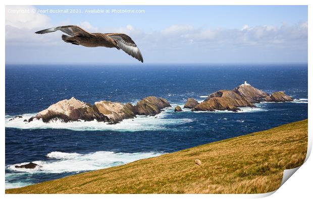 Great Skua Shetland Scotland Print by Pearl Bucknall