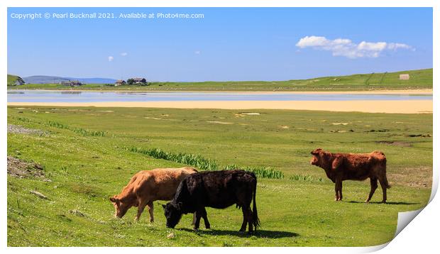Cattle Grazing on Machair Isle of Harris Scotland Print by Pearl Bucknall