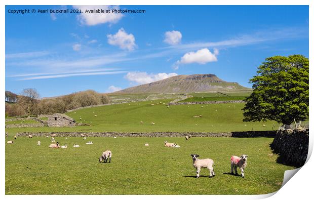 Sheep in Pennine Country Scene in Yorkshire Dales Print by Pearl Bucknall