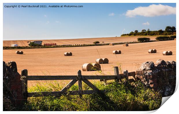 Harvest Country Scene in the Countryside St Abbs Print by Pearl Bucknall