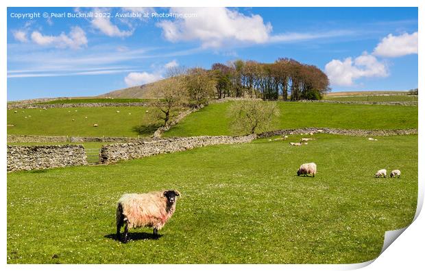 Sheep in English Countryside in Yorkshire Dales Print by Pearl Bucknall