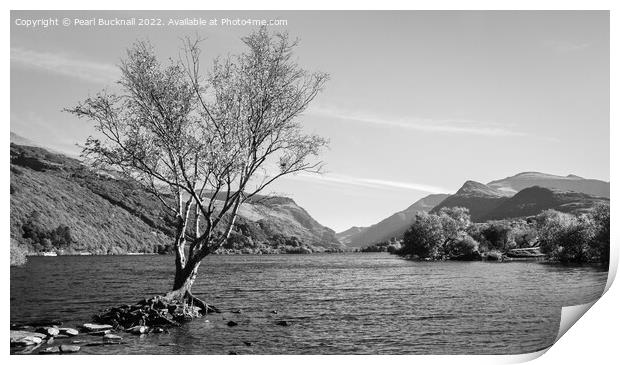 Lone Tree Llyn Padarn Lake Snowdonia Mono Print by Pearl Bucknall