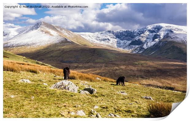 Carneddau Ponies and Mountains Snowdonia Wales Print by Pearl Bucknall